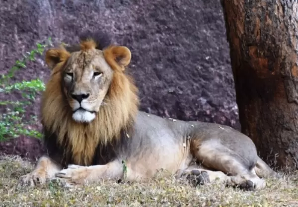PM Modi lauds those working towards protecting lion habitats