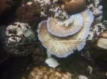 Intense coral bleaching recorded in Lakshadweep due to marine heatwaves