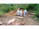 Mizoram once again grapples with African Swine Fever outbreak, 174 pigs dead